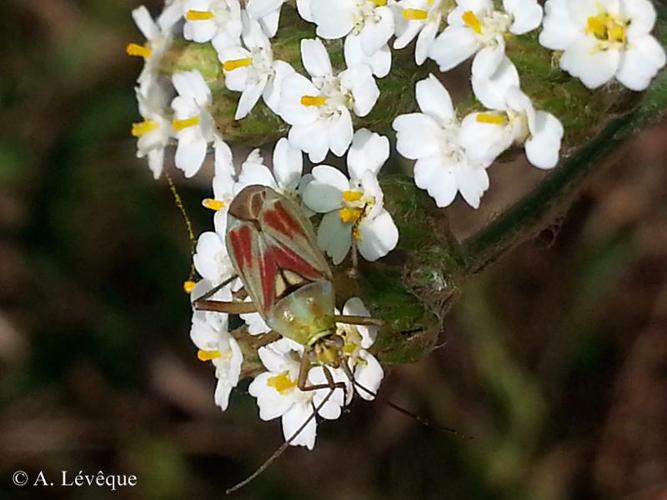 <i>Calocoris roseomaculatus</i> (De Geer, 1773) © A. LEVEQUE