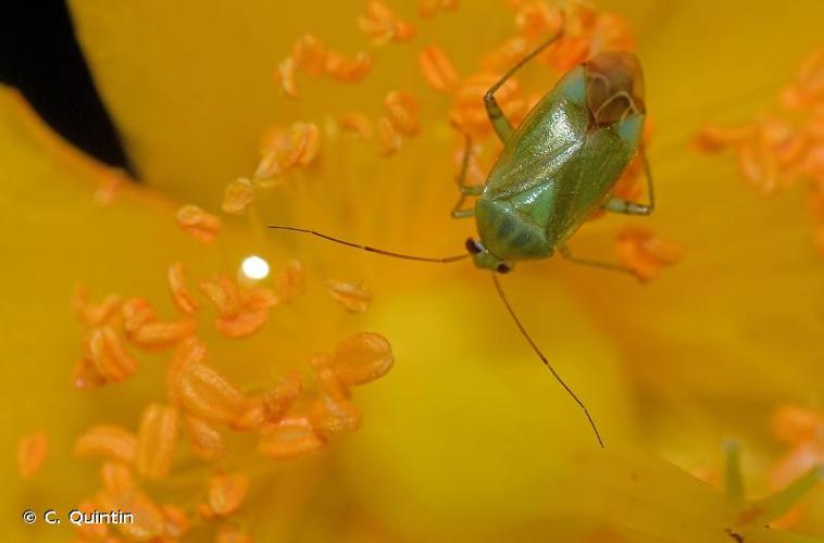 <i>Apolygus spinolae</i> (H. Meyer-Dür, 1841) © C. Quintin