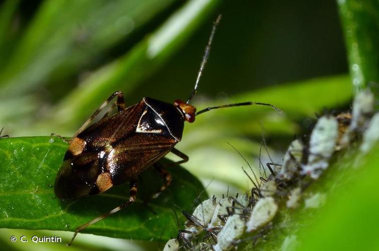 <i>Deraeocoris flavilinea</i> (A. Costa, 1862) © C. Quintin