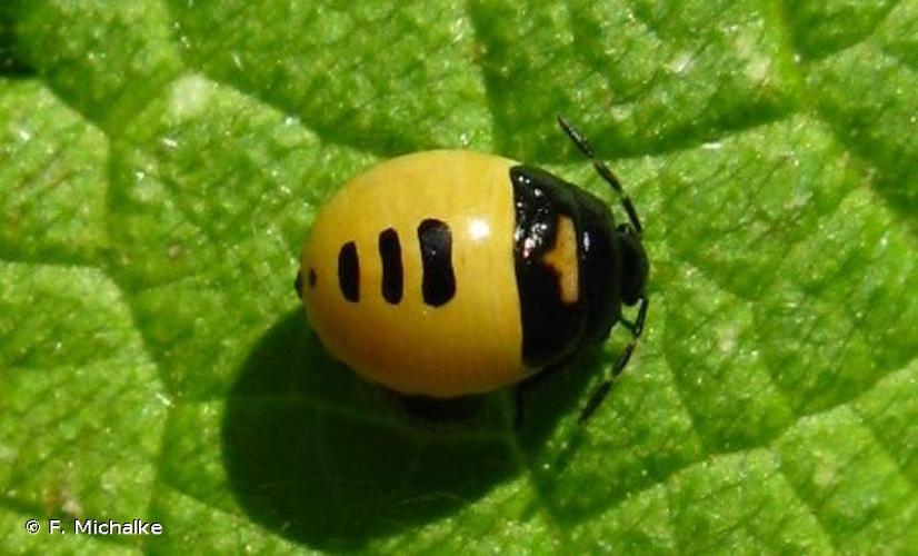 <i>Tritomegas bicolor</i> (Linnaeus, 1758) © F. Michalke