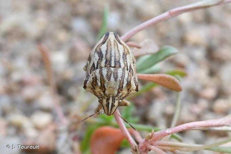 <i>Odontotarsus robustus</i> Jakovlev, 1884 © J. Touroult