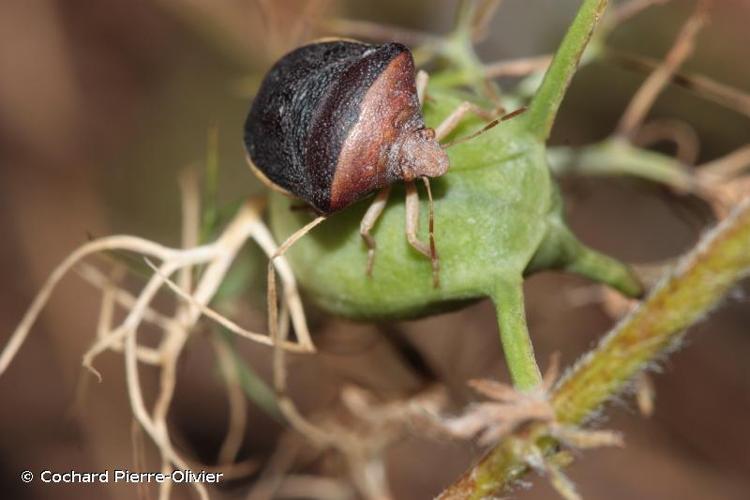 <i>Ventocoris rusticus</i> (Fabricius, 1781) © Cochard Pierre-Olivier