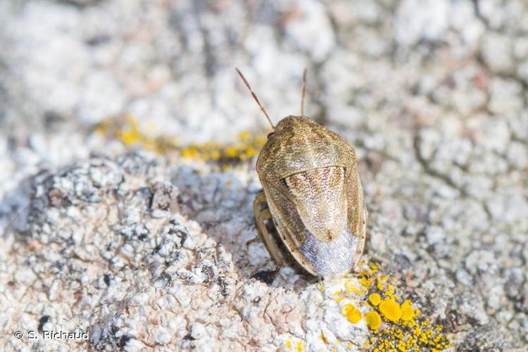 <i>Neottiglossa bifida</i> (A. Costa, 1847) © S. Richaud