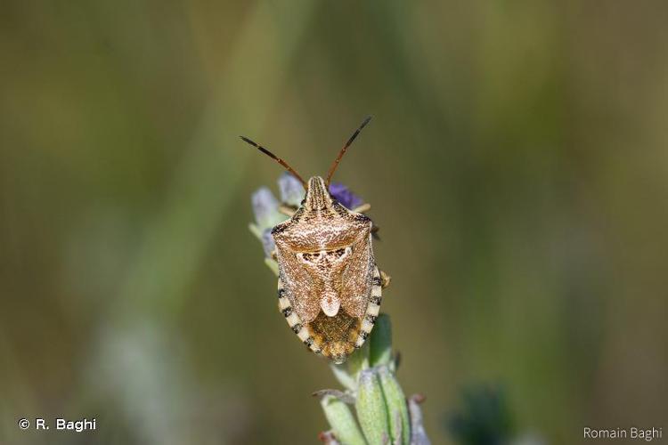 <i>Codophila varia</i> (Fabricius, 1787) © R. Baghi