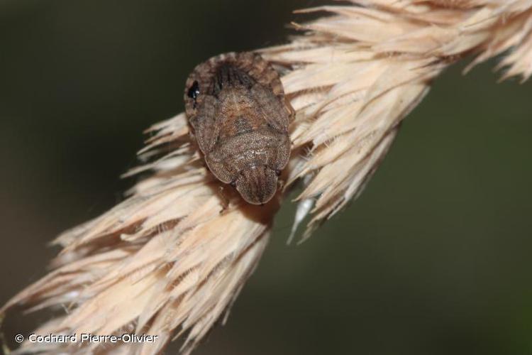 <i>Sciocoris microphthalmus</i> Flor, 1860 © Cochard Pierre-Olivier