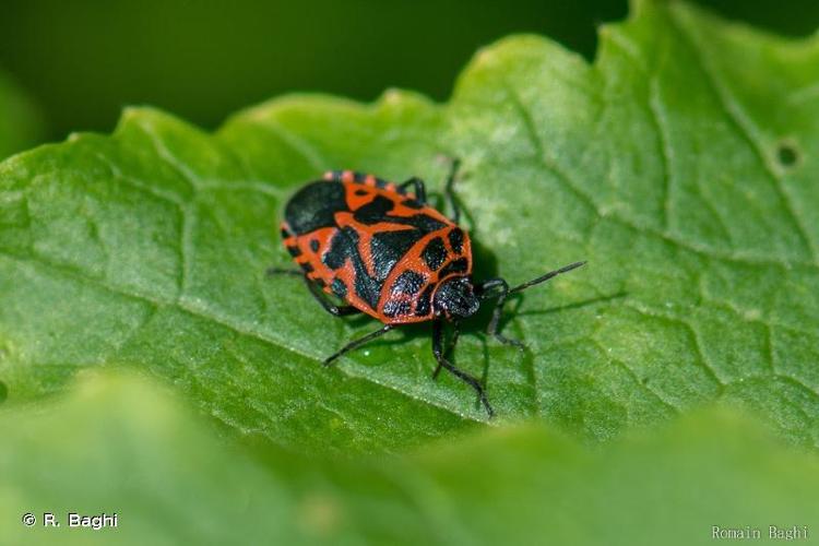 <i>Eurydema ventralis</i> Kolenati, 1846 © R. Baghi