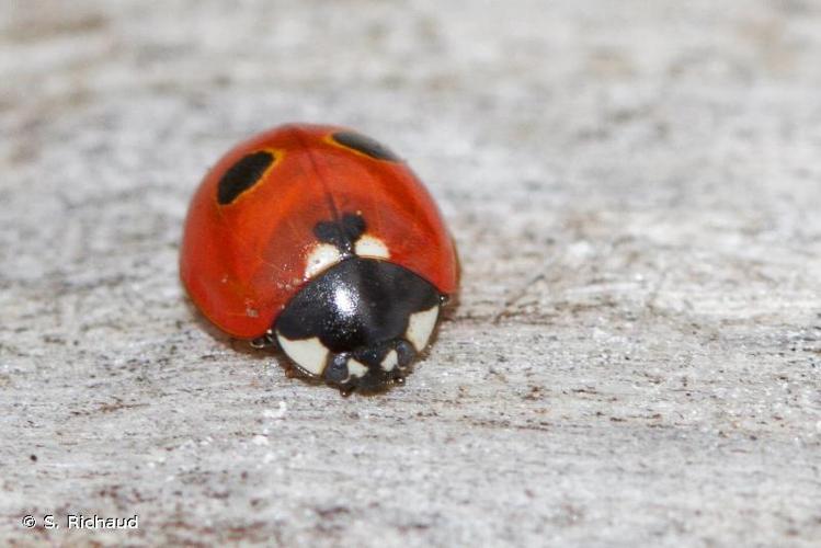 <i>Coccinella quinquepunctata</i> Linnaeus, 1758 © S. Richaud