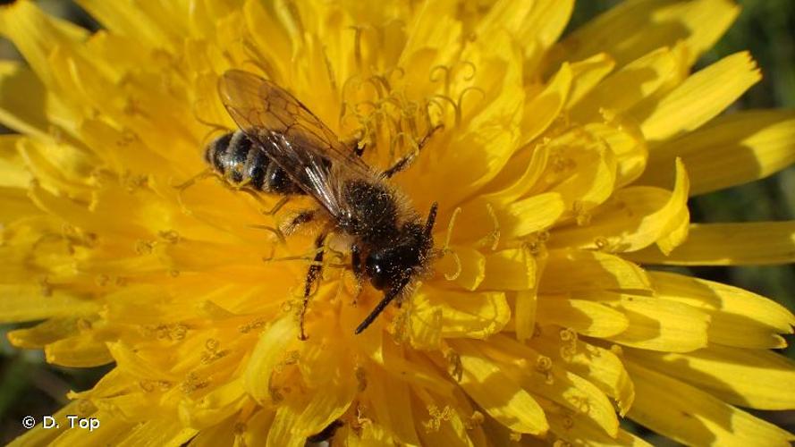 <i>Andrena flavipes</i> Panzer, 1799 © D. Top