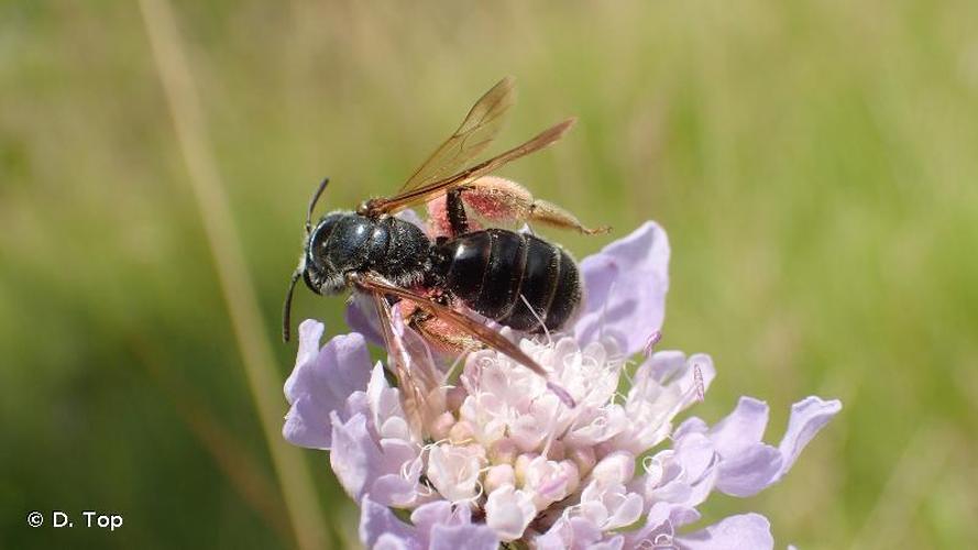 <i>Andrena hattorfiana</i> (Fabricius, 1775) © D. Top