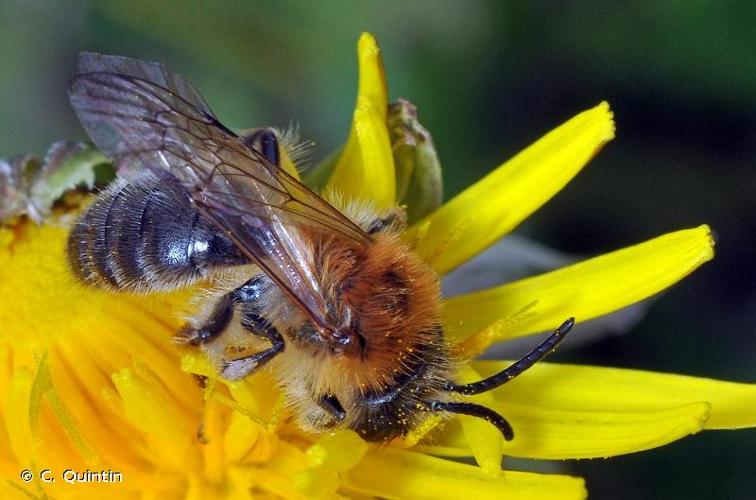 <i>Andrena nitida</i> (Müller, 1776) © C. Quintin