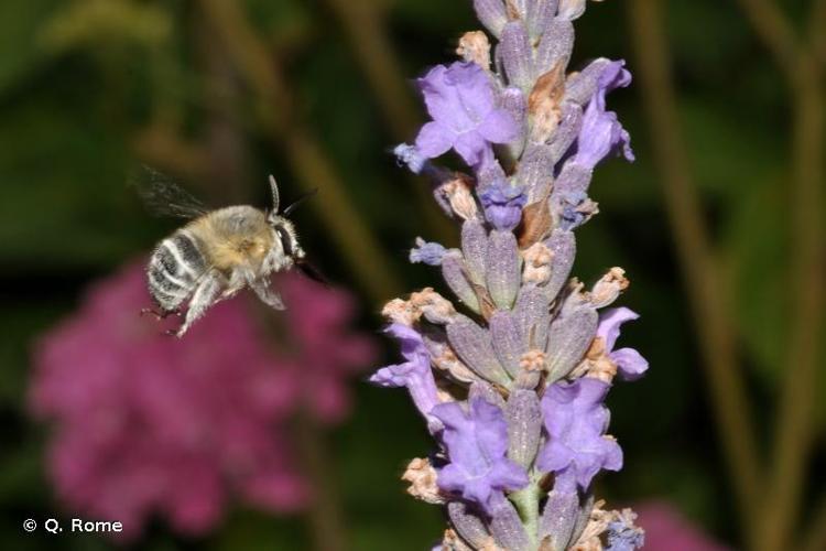 <i>Anthophora aestivalis</i> (Panzer, 1801) © Q. Rome