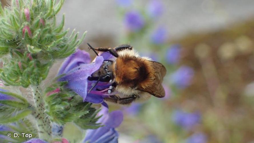 <i>Bombus humilis</i> Illiger, 1806 © D. Top