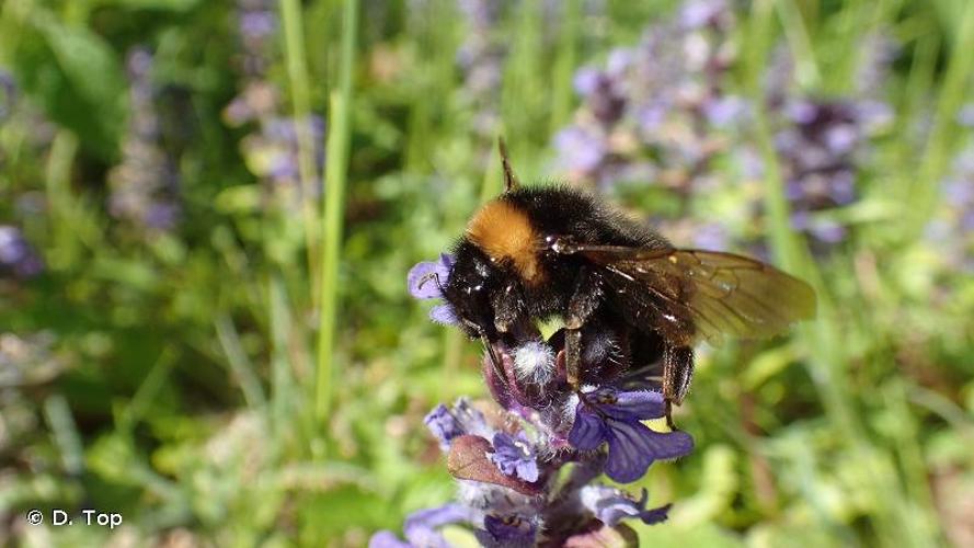 <i>Bombus vestalis</i> (Geoffroy <i>in</i> Fourcroy, 1785) © D. Top