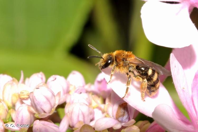 <i>Lasioglossum laevigatum</i> (Kirby, 1802) © Q. Rome