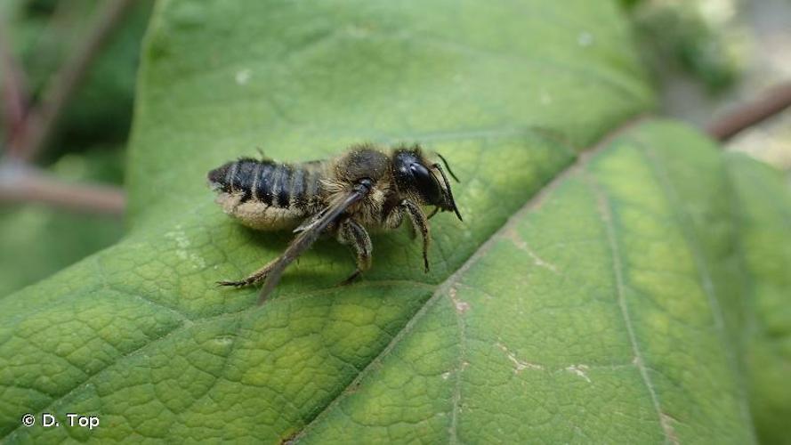 <i>Megachile ligniseca</i> (Kirby, 1802) © D. Top