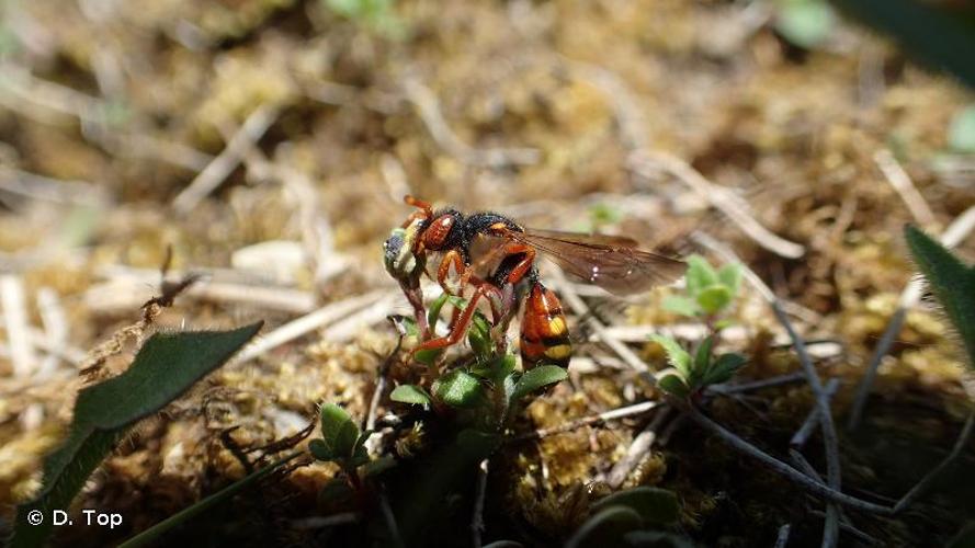 <i>Nomada bifasciata</i> Olivier, 1811 © D. Top