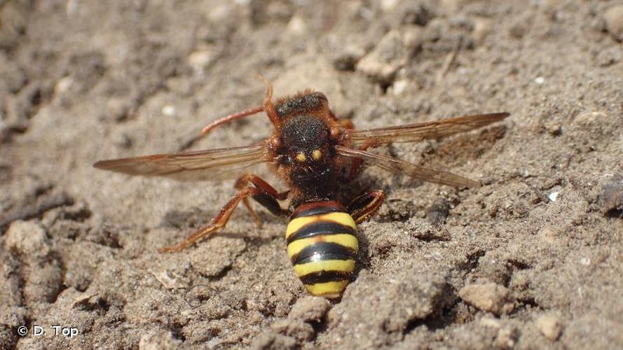 <i>Nomada lathburiana</i> (Kirby, 1802) © D. Top