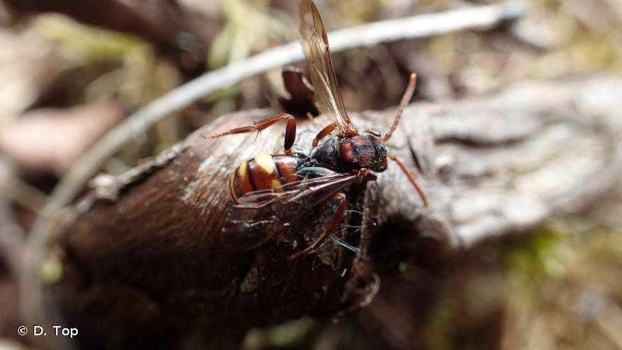 <i>Nomada panzeri</i> Lepeletier, 1841 © D. Top