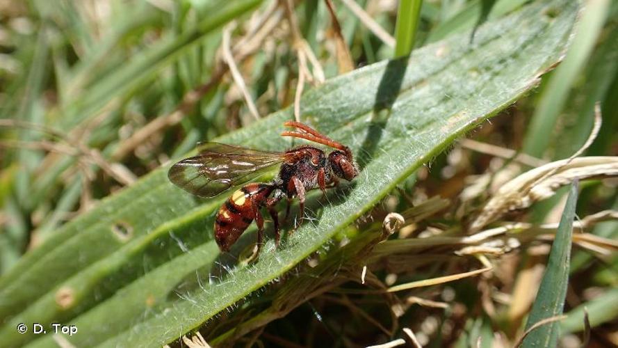 <i>Nomada ruficornis</i> (Linnaeus, 1758) © D. Top