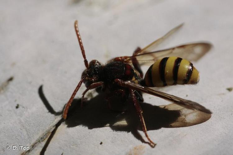 <i>Nomada signata</i> Jurine, 1807 © D. Top