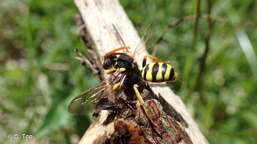 <i>Nomada succincta</i> Panzer, 1798 © D. Top