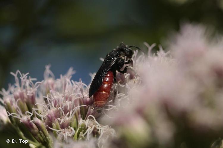 <i>Sphecodes albilabris</i> (Fabricius, 1793) © D. Top