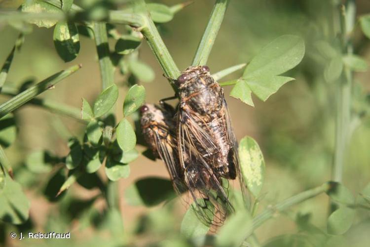 <i>Cicadatra atra</i> (Olivier, 1790) © J. Rebuffaud