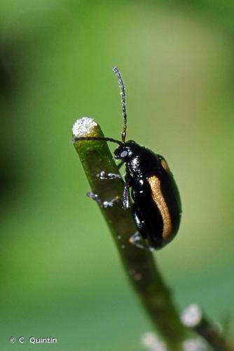 <i>Phyllotreta nemorum</i> (Linnaeus, 1758) © C. Quintin