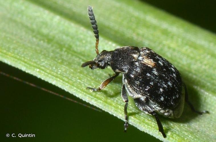 <i>Bruchus rufimanus</i> Boheman, 1833 © C. Quintin