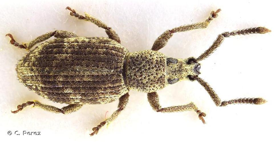 <i>Simo variegatus</i> (Boheman, 1842) &copy; C. Perez