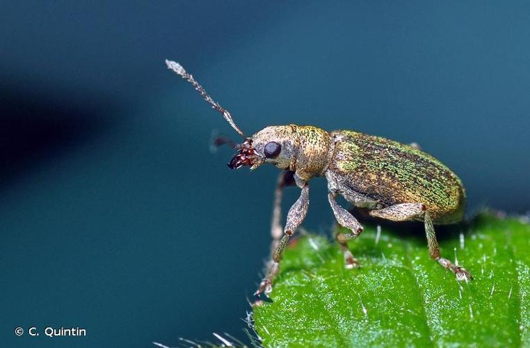 <i>Pachyrhinus lethierryi</i> (Desbrochers des Loges, 1875) © C. Quintin