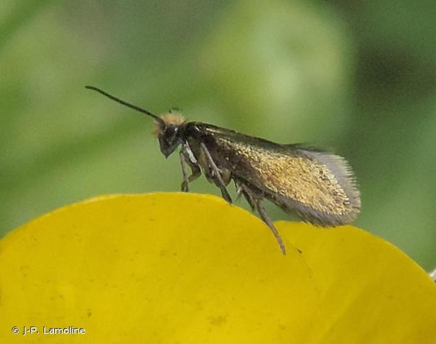 <i>Micropterix calthella</i> (Linnaeus, 1761) © J-P. Lamoline