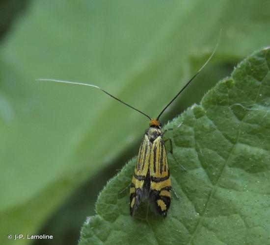 <i>Nemophora ochsenheimerella</i> (Hübner, 1813) © J-P. Lamoline