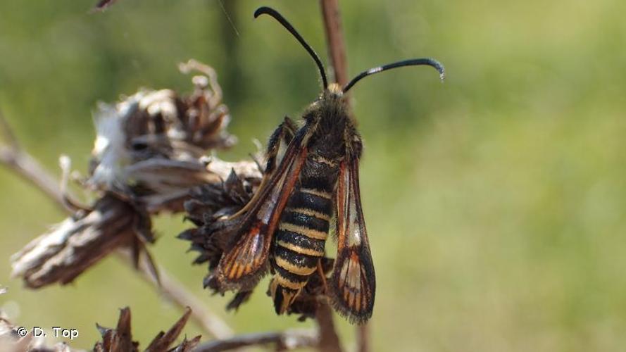 <i>Bembecia ichneumoniformis</i> (Denis & Schiffermüller, 1775) © D. Top