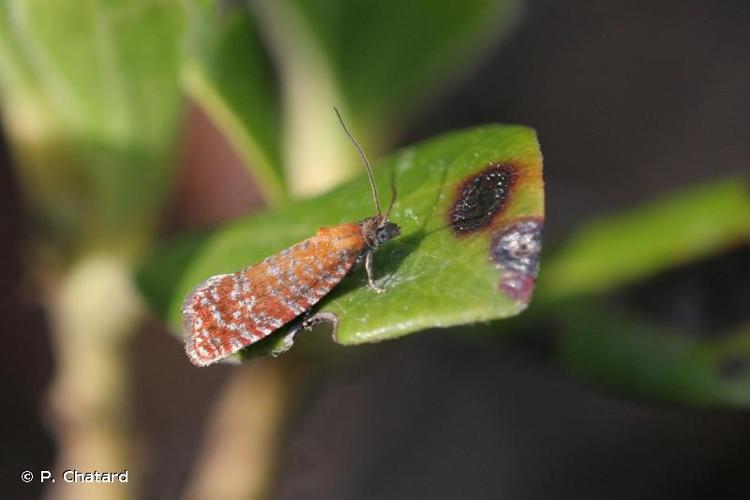 <i>Argyroploce arbutella</i> (Linnaeus, 1758) © P. Chatard