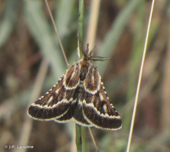 <i>Synaphe bombycalis</i> (Denis & Schiffermüller, 1775) © J-P. Lamoline