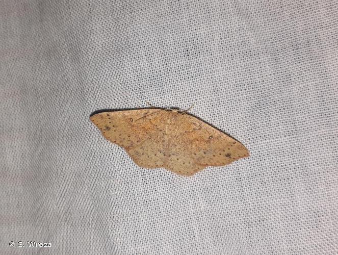 <i>Cyclophora porata</i> (Linnaeus, 1767) © S. Wroza