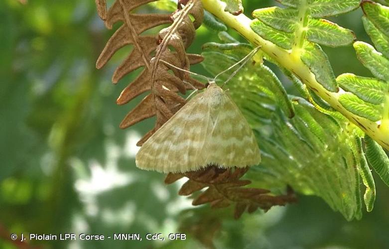 <i>Idaea sericeata</i> (Hübner, 1813) © J. Piolain LPR Corse - MNHN, CdC, OFB