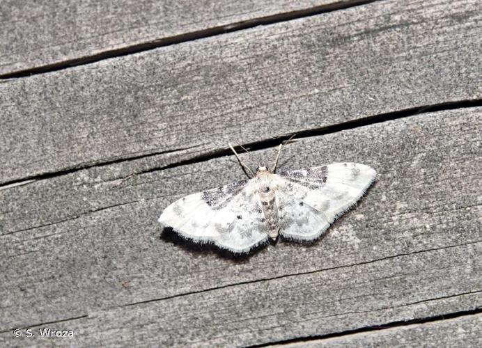 <i>Idaea filicata</i> (Hübner, 1799) © S. Wroza