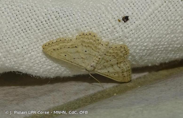 <i>Idaea elongaria</i> (Rambur, 1833) © J. Piolain LPR Corse - MNHN, CdC, OFB