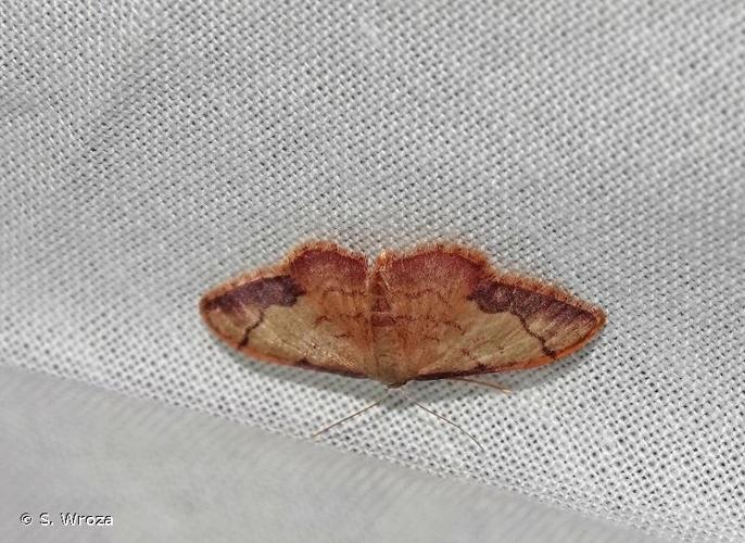 <i>Idaea ostrinaria</i> (Hübner, 1813) © S. Wroza