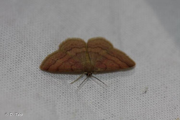 <i>Scopula rubiginata</i> (Hufnagel, 1767) © D. Top