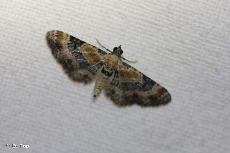 <i>Eupithecia linariata</i> (Denis & Schiffermüller, 1775) © D. Top