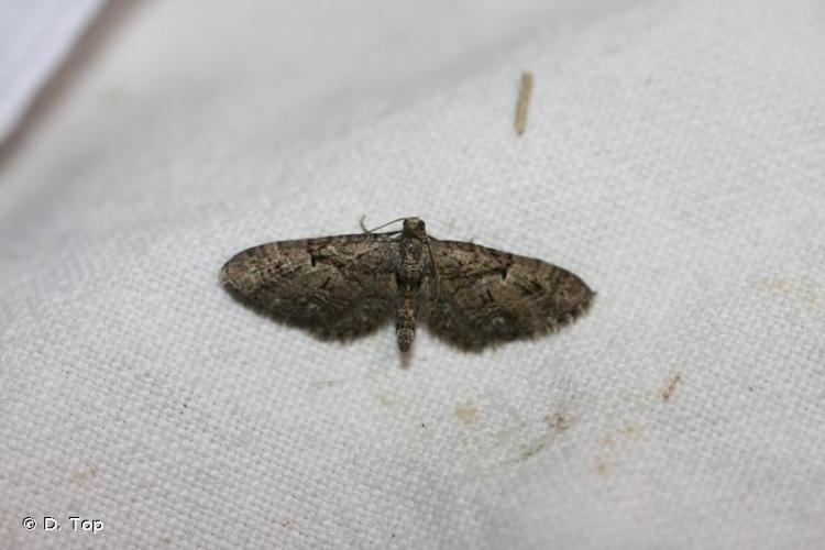 <i>Eupithecia pusillata</i> (Denis & Schiffermüller, 1775) © D. Top