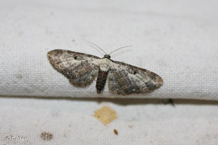 <i>Eupithecia succenturiata</i> (Linnaeus, 1758) © D. Top