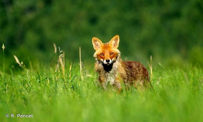 <i>Vulpes vulpes</i> (Linnaeus, 1758) © R. Poncet