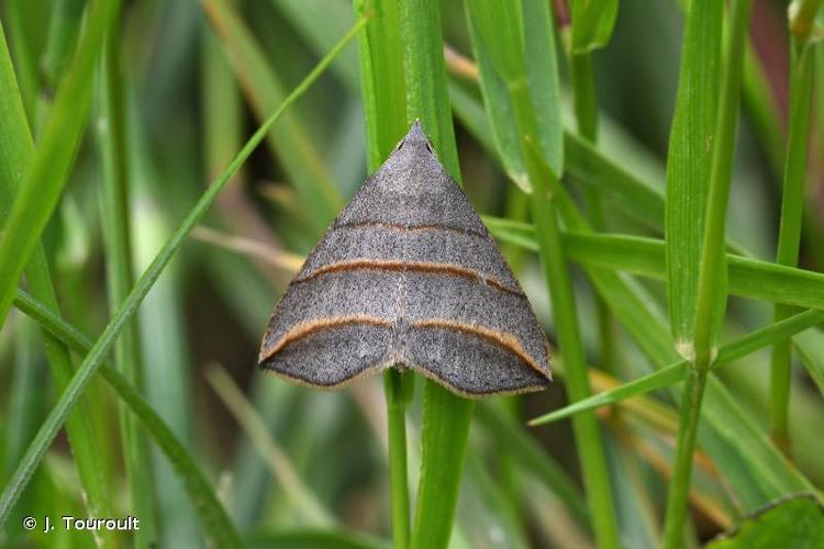 <i>Colobochyla salicalis</i> (Denis & Schiffermüller, 1775) © J. Touroult