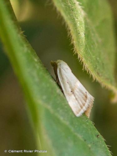 <i>Eublemma pura</i> (Hübner, 1813) © Clément Rivier Photos