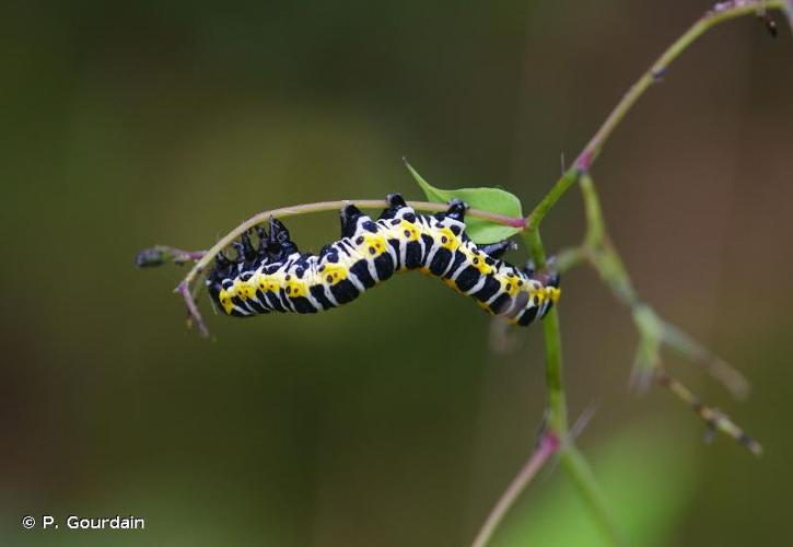 <i>Cucullia lactucae</i> (Denis & Schiffermüller, 1775) © P. Gourdain