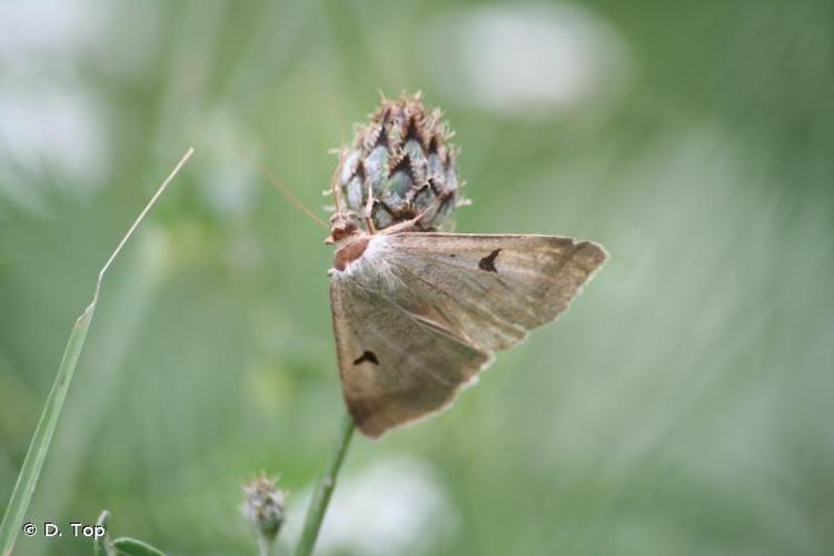 <i>Lygephila lusoria</i> (Linnaeus, 1758) © D. Top